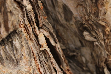 tree bark texture