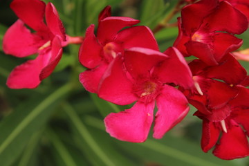 red hibiscus flower