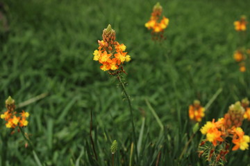 yellow flowers in the grass