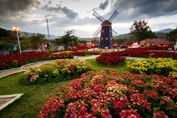 Poinsettia fields with windmill in Phu Ruea Thailand. public park
