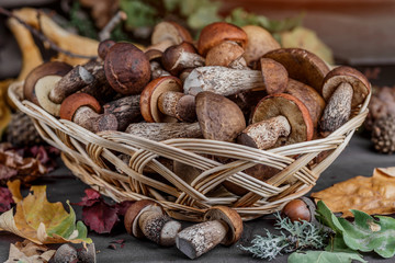 Autumn Cep Mushrooms. Basket with porcini mushrooms on the background of a tree. Close -up on wood rustic table. Cooking delicious organic mushroom.