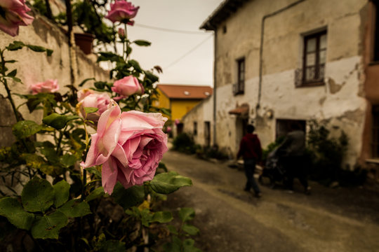 Rosa saliendo del muro de una casa de pueblo en primer plano con una familia transitando por ella