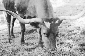 Texas longhorn cow grazing summer pasture in black and white close up.