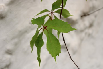 green leaves