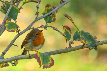 Robin looking up while perched amongst beautiful leaves