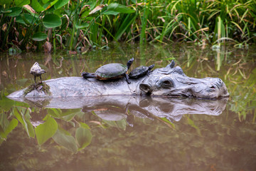 Turtles on Rhino 