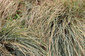 close up of grass