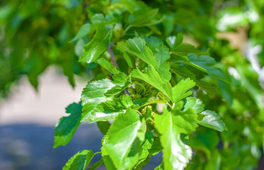 Green mulberry leaves