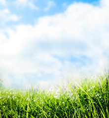 Fototapeta na wymiar Green grass and blue sky on sunny day