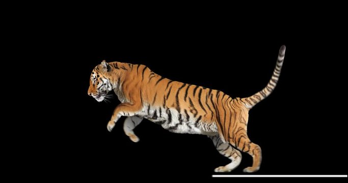 Tiger running and jumping realistic animation. Isolated animal video including alpha channel allows to add background in post-production. Element for visual effects.