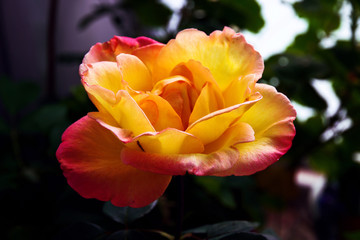Lush yellow rose detail, bright open scalloped petals with pink edges