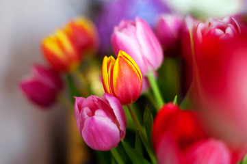 Colorful pastel tulips bouquet, red and pink flowers