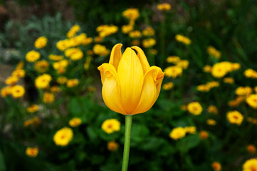 Yellow tulip with Doronicum flowers in the background