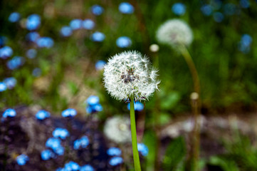 Dandelion with forget me not flowers in the backgroud, green meadow in the spring