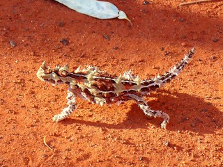 Thorny Devil