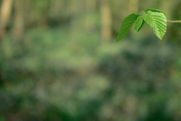 Green background with leaves