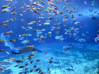 Fototapeta premium 沖縄