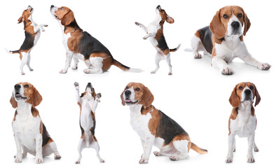 Set of beagle dogs on white background - obrazy, fototapety, plakaty