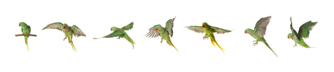 Set of beautiful pet (Alexandrine parakeet) on white background. Banner design