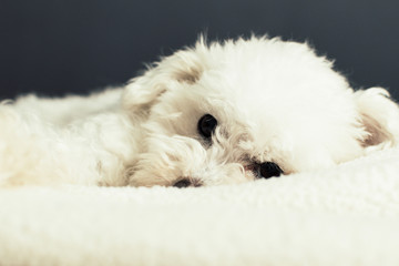 perro caniche blanco durmiendo sobre la cama