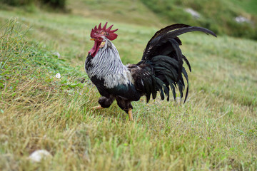 Gallo Libre - Free Range 