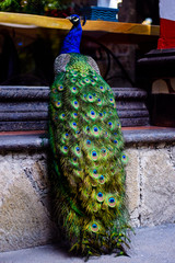 Obraz premium Pavo Real en un Jardín de una casa mexicana