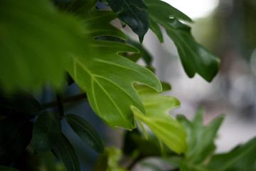 green leaves in the city