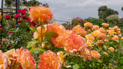 Orange roses on fresh green leaf background and bokeh blure with shallow depth of field. Soft focus.