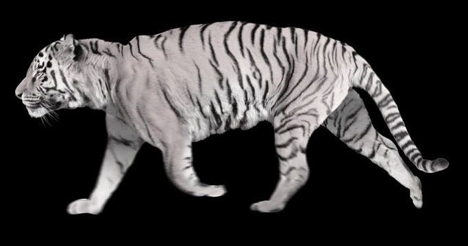 White tiger running trot realistic animation. Isolated animal video including alpha channel allows to add background in post-production. Element for visual effects.