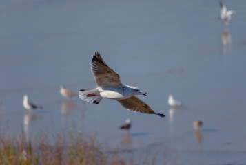 Gaviotas Volando sobre Madrid Rio - Fauna Silvestre
