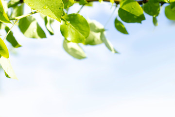 Green fresh succulent tree leaves with dew drops and selective focus on blue and white background with copy cpace.
