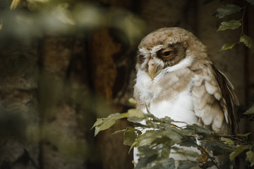 close-up owl in the wild