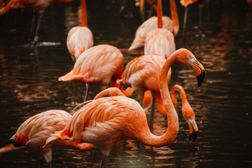 Pink flamingos in the wild on the lake