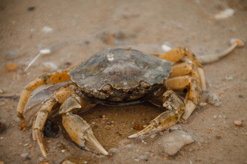 crab on the beach