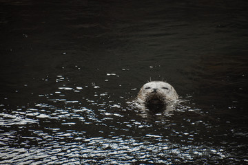 seal resting in the water