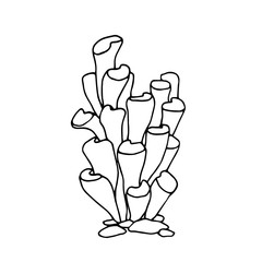 branch of marine sponges, sea bottom polyp, aquarium floral element, vector illustration with black contour lines isolated on white background in doodle and hand drawn style