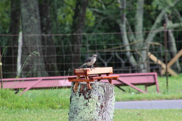 Sparrow at feeder