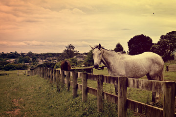 Retro-style photo of a white horse standing in the paddock on a hill side . Toned image. Concept of country life and looking after horses