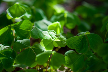 Oxalis acetosella growing in the forest , shadow and light 