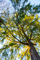 Fototapeta premium below view tree