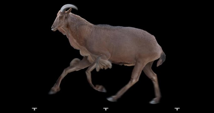 Barbary Sheep gallop running realistic animation. Isolated animal video including alpha channel allows to add background in post-production. Element for visual effects.