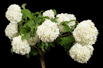Blossoming inflorescence of  Viburnum opulus Roseum, bright white flower balls, isolated on black...