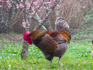 close up of rooster in cherry field
