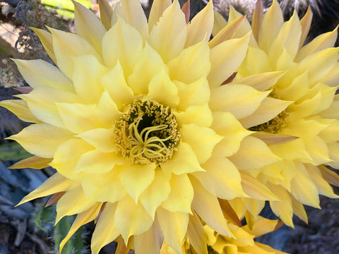 Close up view of big yellow flower of cactus Echinopsis Aurea. Daylight, outdoor, botanic garden. Big Huge Cactus Flower. lobivia aurea. Cactus Bloom. Stanford cactus garden.