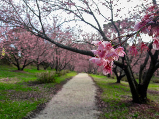 caminho no campo de cerejeiras em flor, em Campos do Jordão