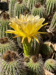 Close up view of big yellow flower of cactus Echinopsis Aurea. Daylight, outdoor, botanic garden. Big Huge Cactus Flower. lobivia aurea. Cactus Bloom. Stanford cactus garden.