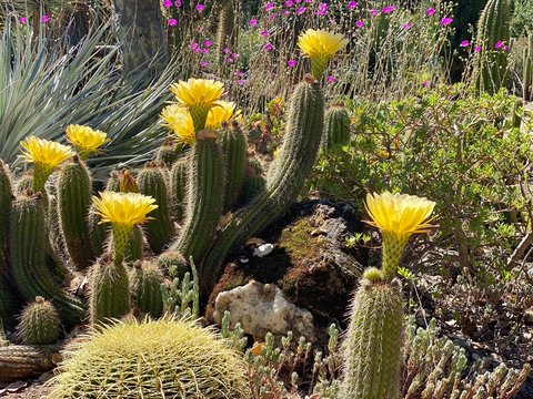 Close up view of big yellow flower of cactus Echinopsis Aurea. Daylight, outdoor, botanic garden. Big Huge Cactus Flower. lobivia aurea. Cactus Bloom. Stanford cactus garden.