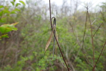 Empty seed pod husk hanging from twig close-up
