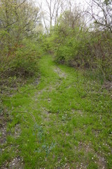 Grassy walking path going through forest