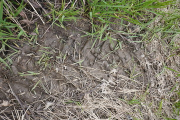 Tractor tire tread mark tracks in muddy soil